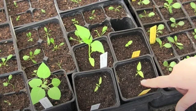 july vegetables