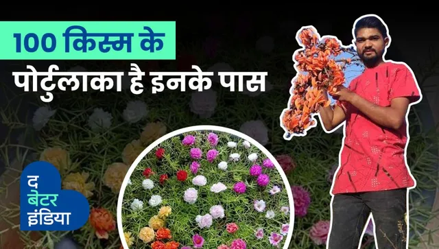इनके पास है पोर्टुलाका की 100 किस्में, सोशल मीडिया के ज़रिए देशभर में बांटते हैं पौधे￼￼