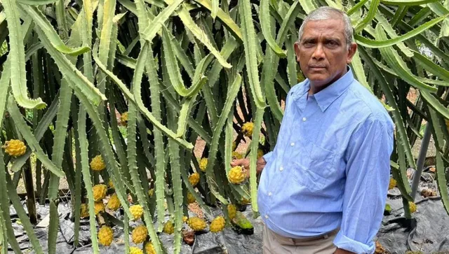 Dragon fruit Nursery by 72 YO Joseph