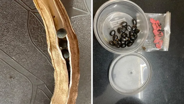 vegetable seed for gardening