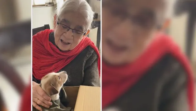 Dog lover 90 YO Kanak Saxena feeds 120 dogs every day