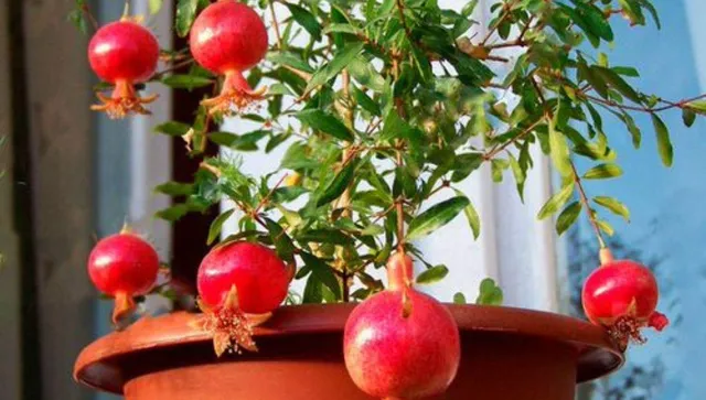 how to grow pomegranate