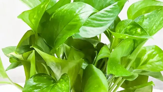 খবরদার! ভুলেও কখনও এই মানিপ্ল্যান্ট বাড়িতে লাগাবেন না, পরিবার ধ্বংস হয়ে  যাবে!