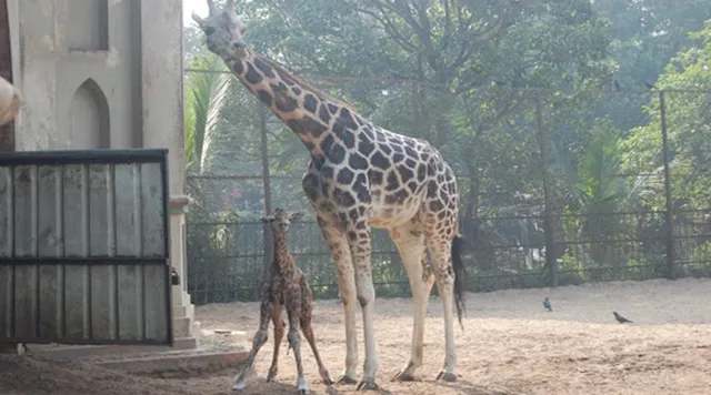 Doggy uslubidagi yalangoch arman ayollari