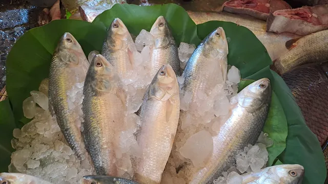 Hilsa
