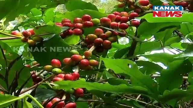 vlcsnap-2024-11-24-20h32m02s301