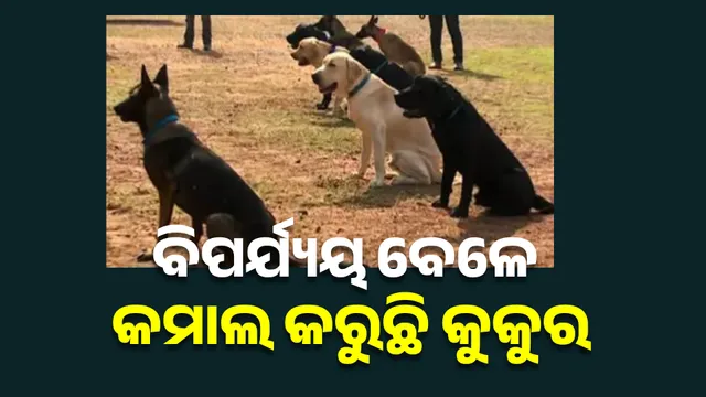 New Project (21)+୍‌