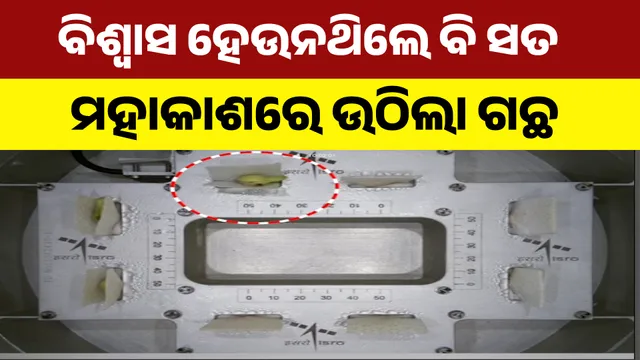   ମହାକାଶରେ ଉଠିଲା ଗଛ । 