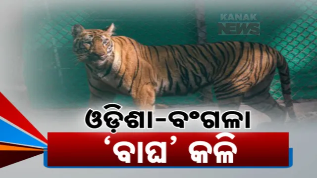 Tigress Jeenat
