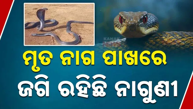 ନାଗୁଣୀ ସମ୍ମୁଖରେ  ନାଗର ମୃତ୍ୟୁ। 