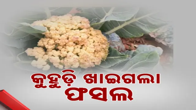 Vegetable Cultivation