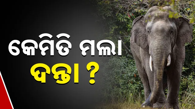 କେମିତି ମଲା ଦନ୍ତା?