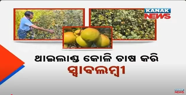 କୁଚିଣ୍ଡା କୋଳି ଥାଇଲାଣ୍ଡ ଭଳି