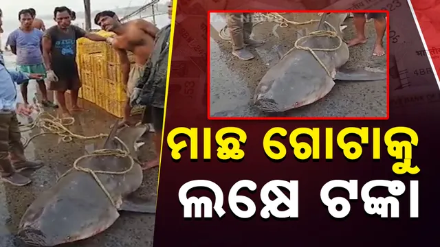 ମାଛ ଗୋଟାକୁ ଲକ୍ଷେ ଟଙ୍କା