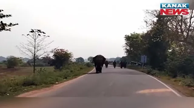 elephant attack++