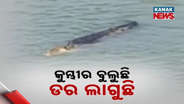 କୁମ୍ଭୀର ବୁଲୁଛି ଡର ଲାଗୁଛି