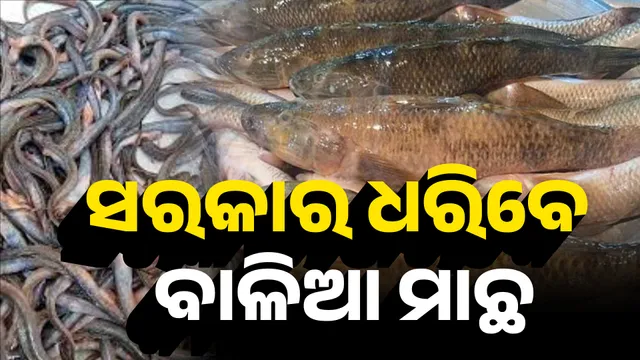 ସରକାର ଧରିବେ ବାଳିଆ ମାଛ