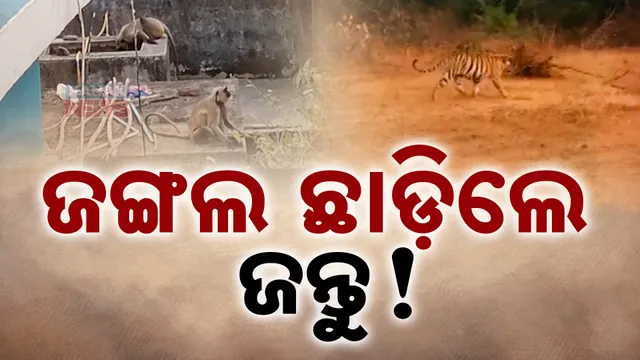 ଜଙ୍ଗଲ ଛାଡ଼ିଲେ ଜନ୍ତୁ !