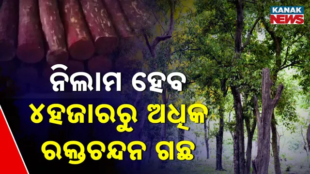 ଚନ୍ଦନ ଗଛ