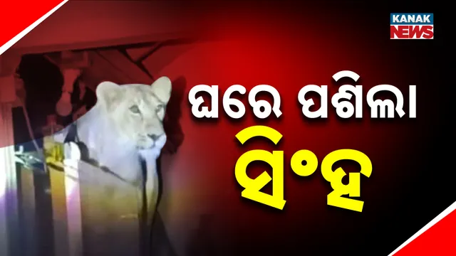 ଘରେ ପଶିଲା ସିଂହ