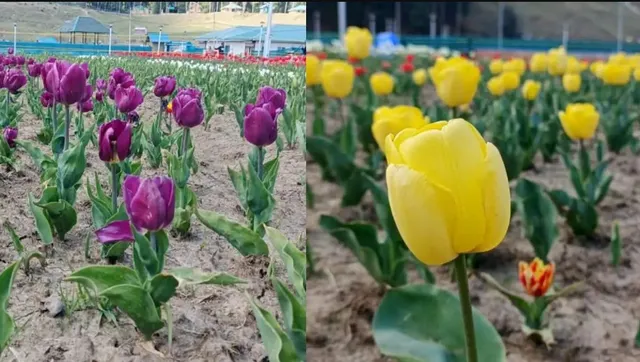 TULIPS