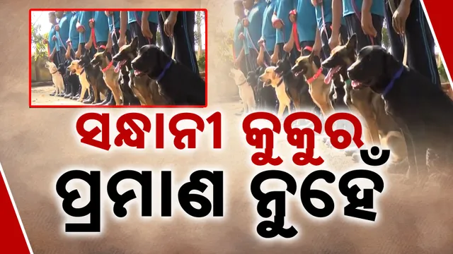 ଡଗ୍ ସ୍କ୍ବାଡ୍