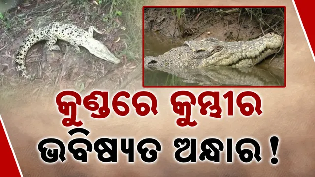 Albino Crocodile Shweta