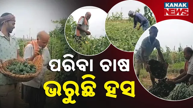 ପରିବା ଚାଷ, ଭରୁଛି ହସ