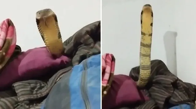 KingCobra
