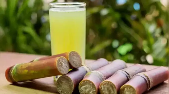 sugarcane