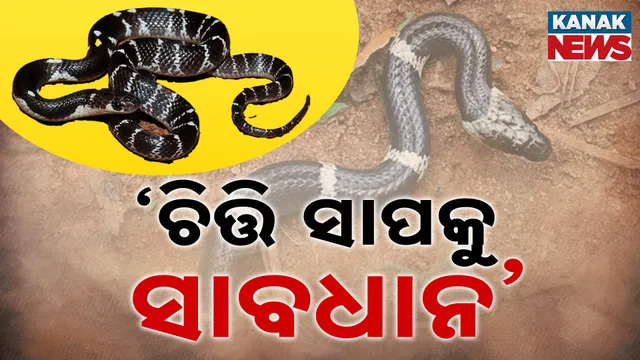 ‘ଚିତ୍ତି ସାପକୁ ସାବଧାନ’