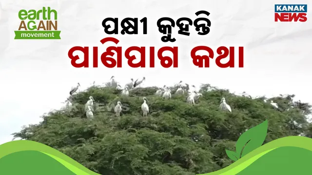 Birds Predicts Weather