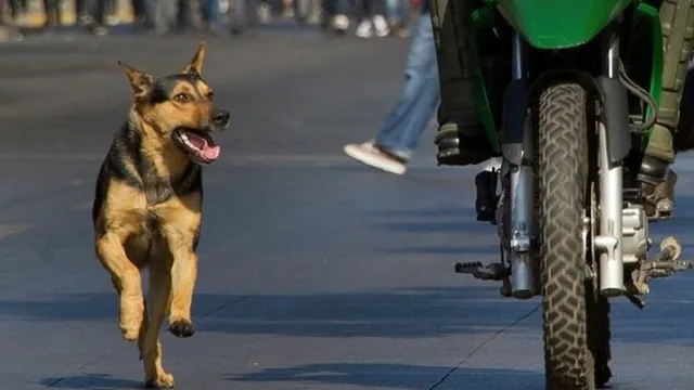dogs-chase-bikes-91