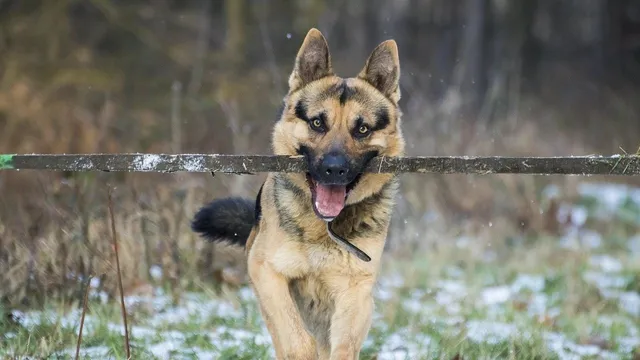german-shepherd