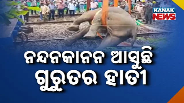 ନନ୍ଦନକାନନ ଆସୁଛି ଗୁରୁତର ହାତୀ
