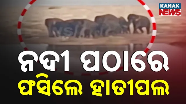 ମହାନଦୀ ପଠାରେ ଫସିଲେ ହାତୀ