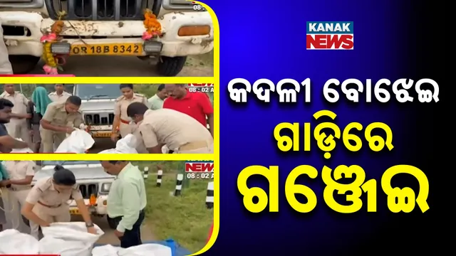 କଦଳୀ ବୋଝେଇ ଗାଡ଼ିରେ ଗଞ୍ଜେଇ