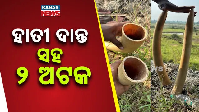 ହାତୀ ଦାନ୍ତ ସହ ୨ ଅଟକ