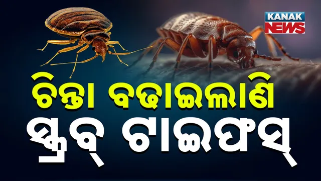 ଚିନ୍ତା ବଢାଇଲାଣି  ସ୍କ୍ରବ୍ ଟାଇଫସ୍
