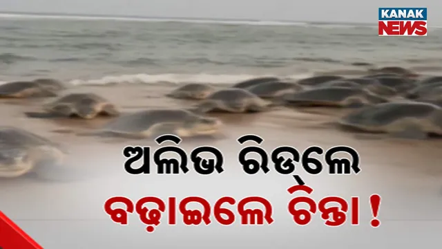 Olive Ridley