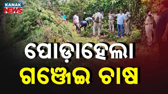 Illegal Ganja cultivation