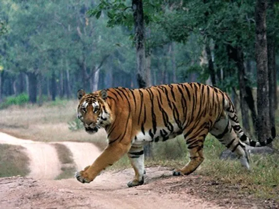 Tiger in Chilika