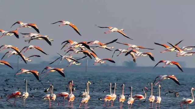 chilika photo