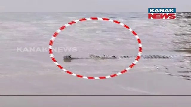 Crocodile in Mahanadi River