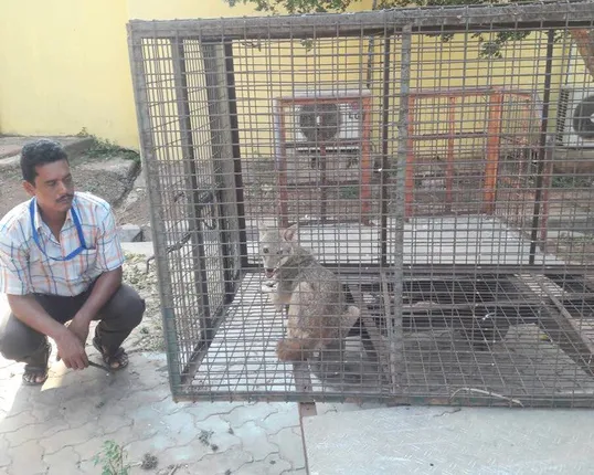 ରନ୍ ୱେରେ ଜୀବଜନ୍ତୁଙ୍କ ଉତ୍ପାତ, ଭୁବନେଶ୍ୱର ବିମାନ ବନ୍ଦରରେ ସୁରକ୍ଷାକୁ ନେଇ ପ୍ରଶ୍ନ