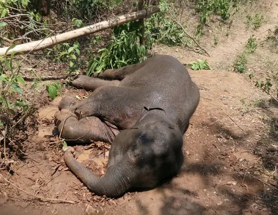 ଚିକିତ୍ସକଙ୍କ ଉଦ୍ୟମ ବିଫଳ : ଦୁଇ ଦିନ ପରେ ଆଖିବୁଜିଲା ହାତୀଛୁଆ