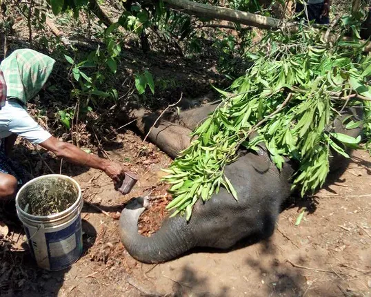 ଅସୁସ୍ଥ ହାତୀ ଛୁଆ ଉଦ୍ଧାର