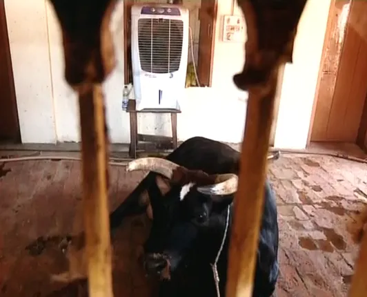 ବାହୁବଳୀ ବିଧାୟକଙ୍କ ଏୟାର କଣ୍ଡିସନ ଗୁହାଳ