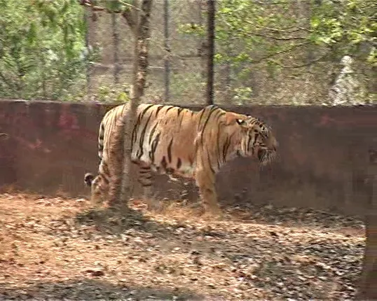 ବିଦେଶୀ ଜଙ୍ଗଲକୁ ଯିବେ ଭାରତୀୟ ବାଘ