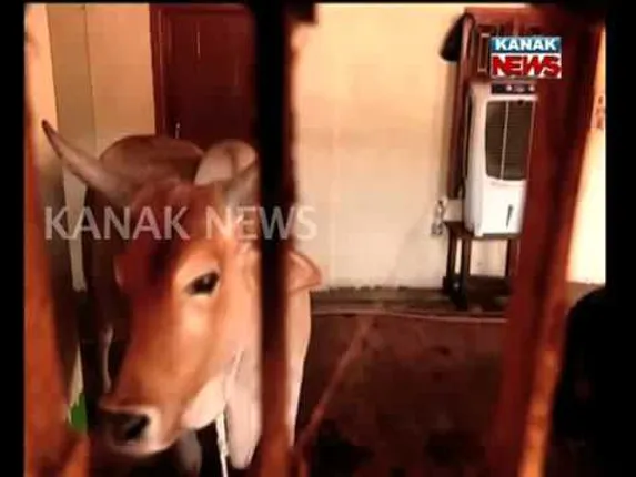 ଗ୍ରୀଷ୍ମ ଗୁହାଳ ଓ ଏସି